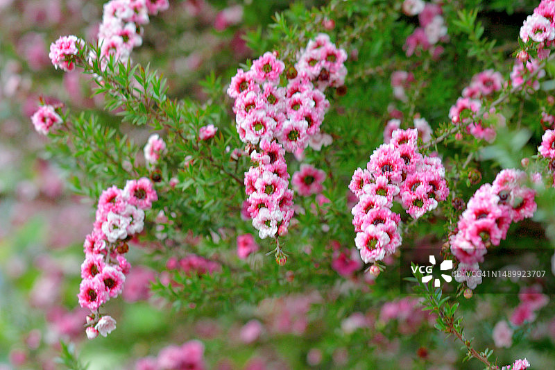 新西兰茶树花图片素材