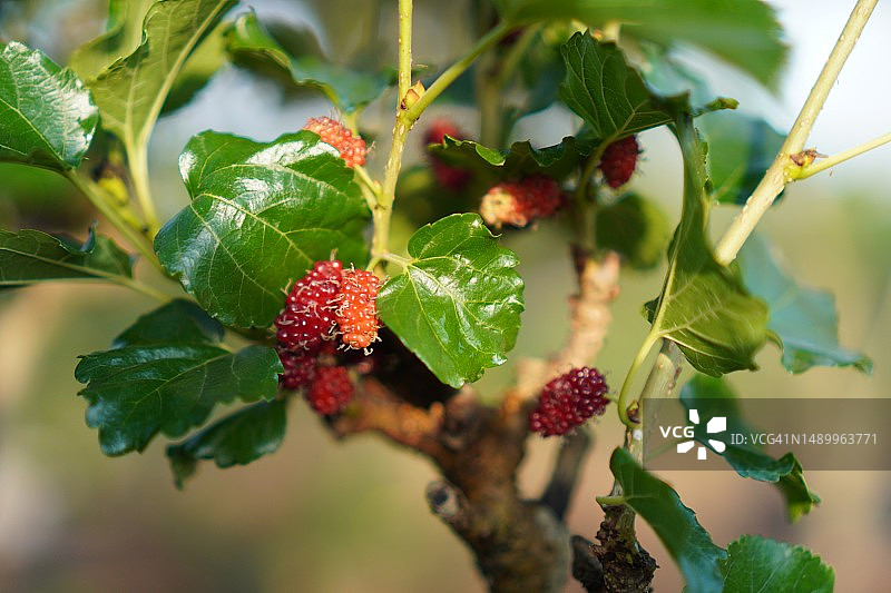 在模糊的自然背景下，花园里树上盛开的桑葚图片素材