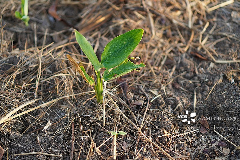 种植在地里的树木图片素材