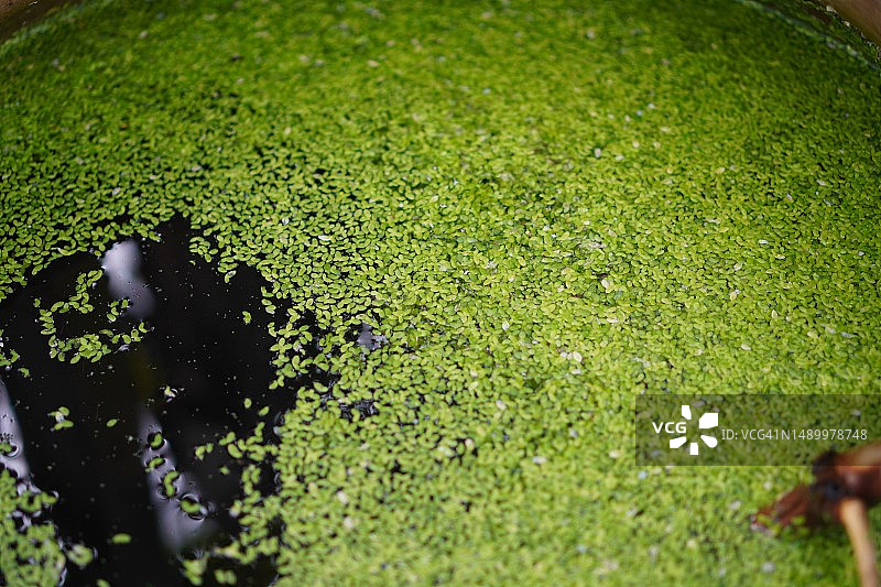 满江红图片素材