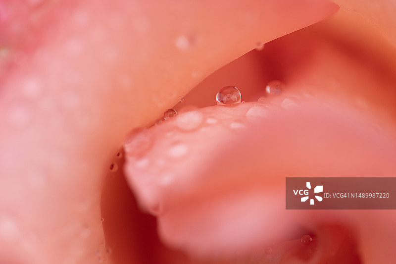 玫瑰花上的雨滴特写图片素材