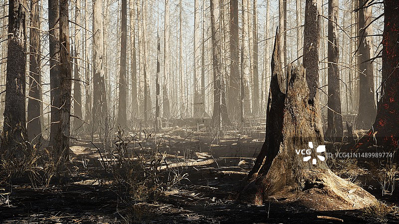森林火灾后的灰烬区-烧毁的森林-森林火灾图片素材
