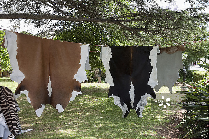 南非弗朗斯胡克晾晒的动物皮图片素材