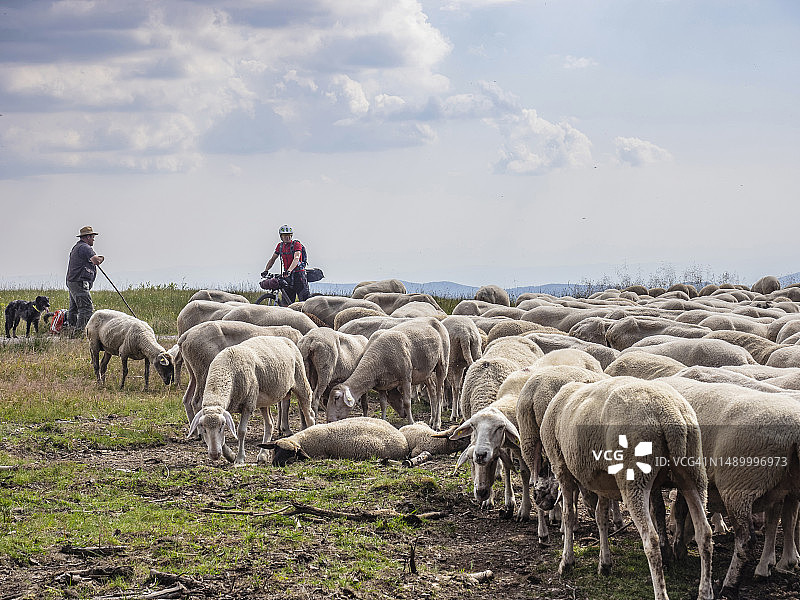 山地自行车骑手在德国巴登-符腾堡州与牧羊人和羊交谈图片素材