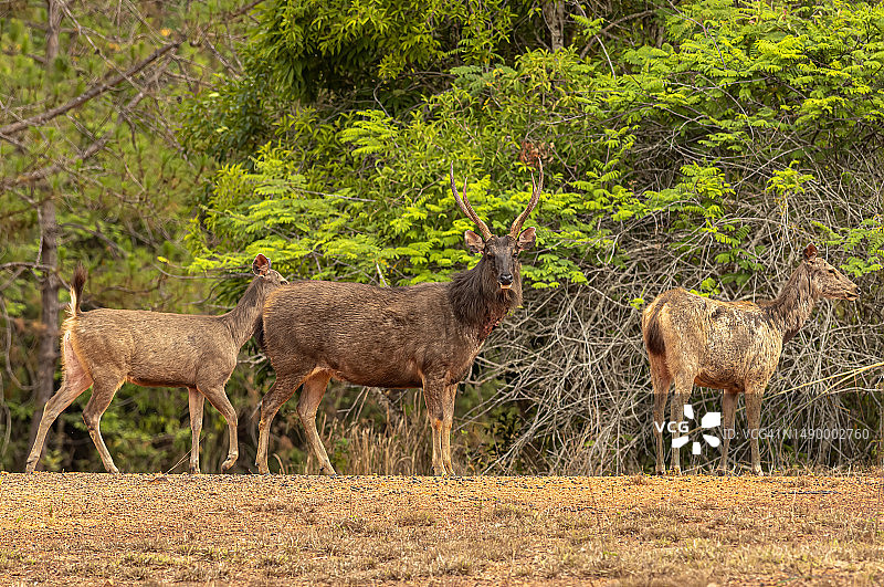 日落时分，一群水鹿在河边休息图片素材