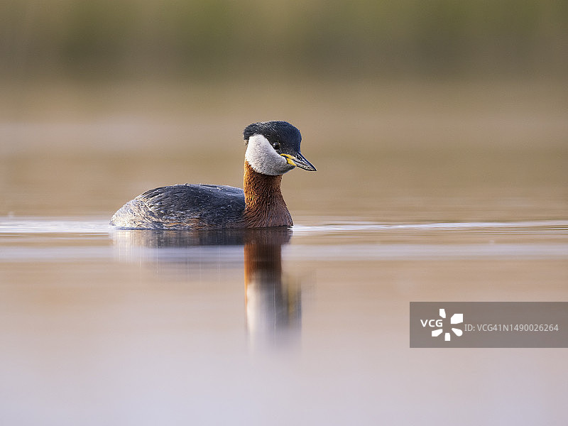 红颈䴙䴘在湿地中游泳图片素材