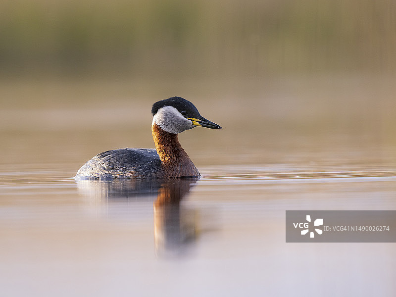 红颈䴙䴘在湿地中游泳图片素材