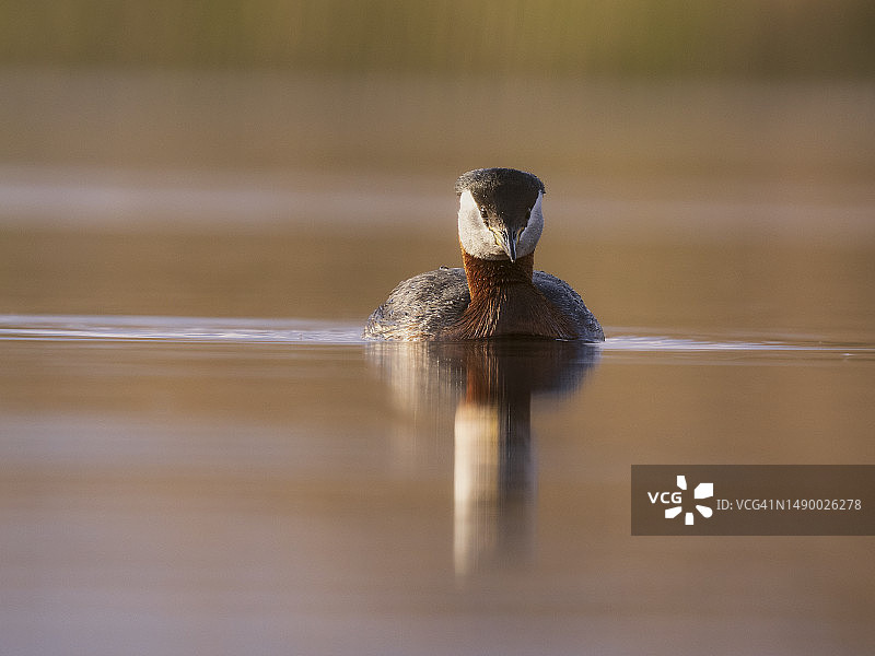 红颈䴙䴘在湿地中游泳图片素材