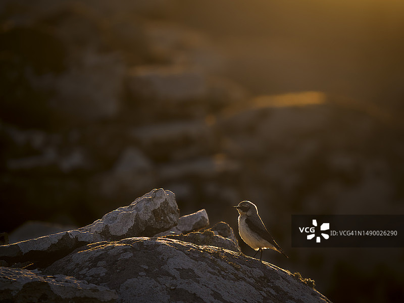 栖息在岩石上的白喉石鵖图片素材