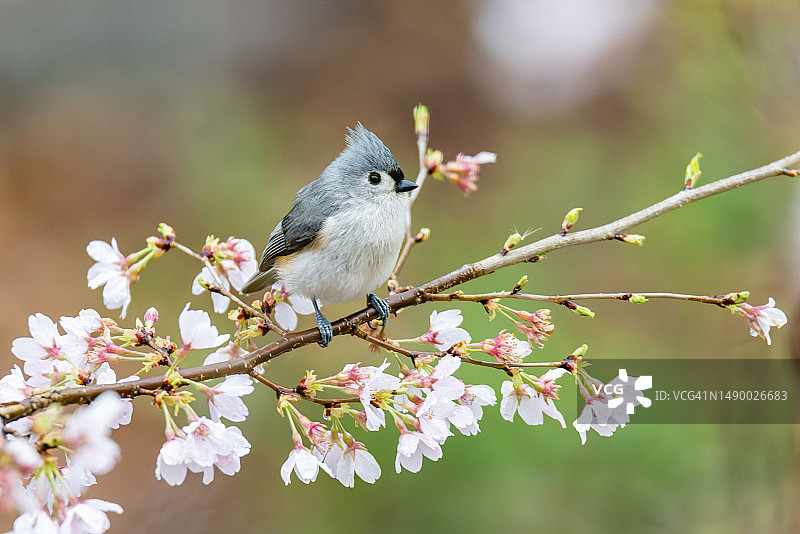樱桃树上的簇绒山雀图片素材