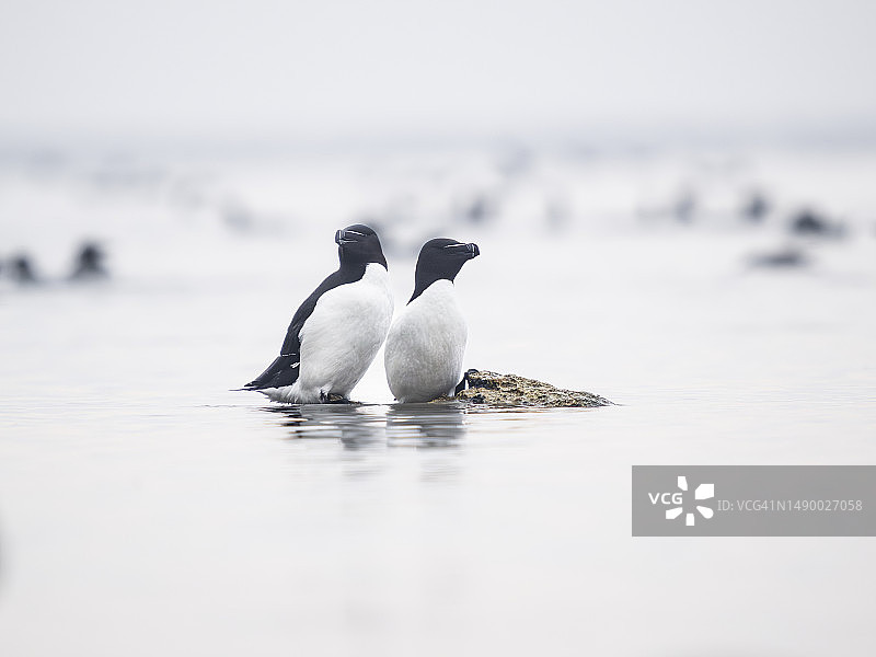 波罗的海中的刀嘴海雀（Alca torda）图片素材