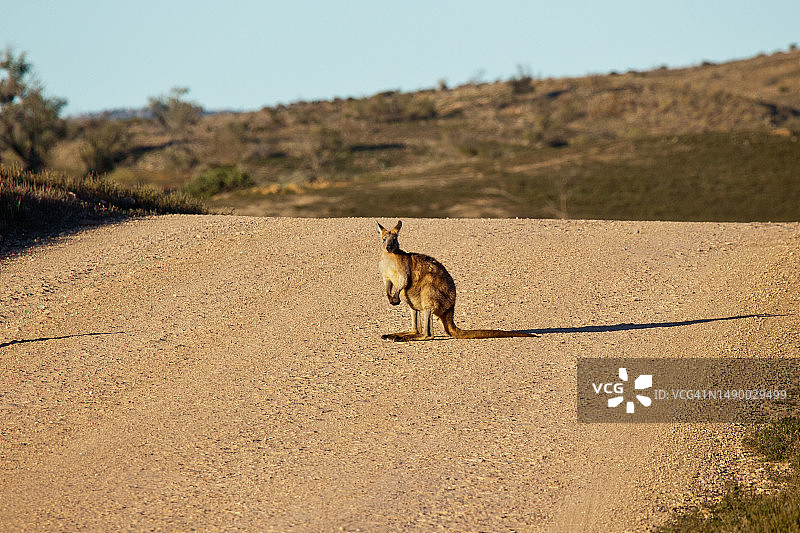 袋鼠站在乡村公路的中央，弗林德斯山脉，南澳大利亚图片素材