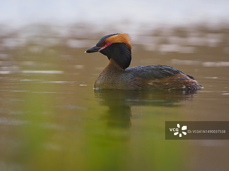 有角的䴙䴘（Podiceps auritus）在湿地上的倒影图片素材