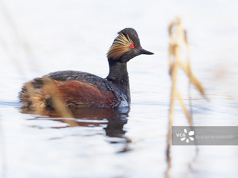 在湖中游泳的黑颈䴙䴘（Podiceps nigricollis）图片素材