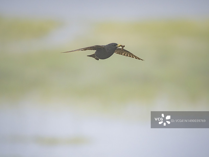 飞行中的欧洲椋鸟图片素材