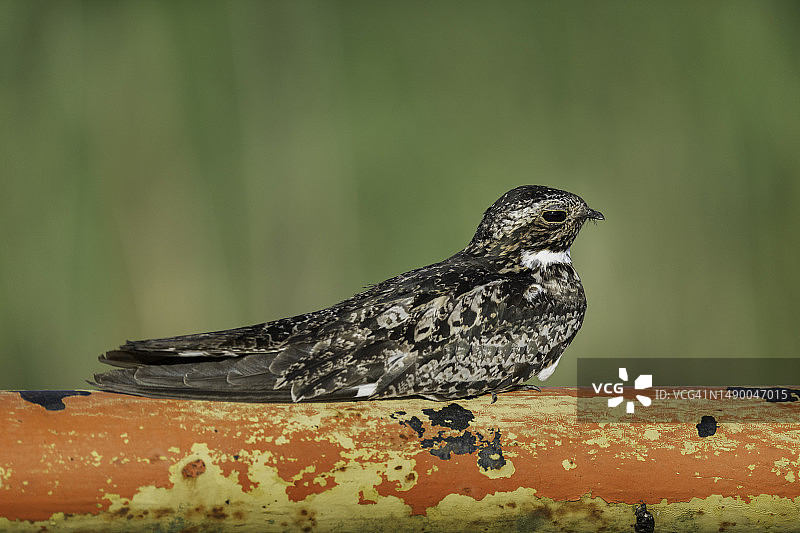 北美夜鹰在门上图片素材