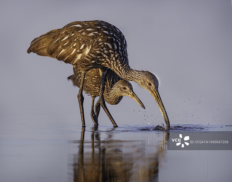 涯鳽护理图片素材