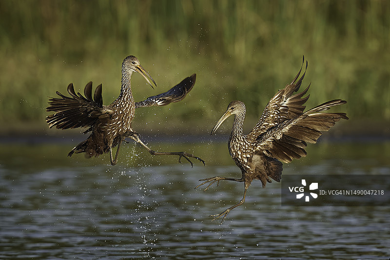 美洲林鹬争吵图片素材