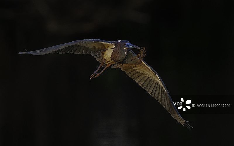 黑色背景下的三色鹭图片素材