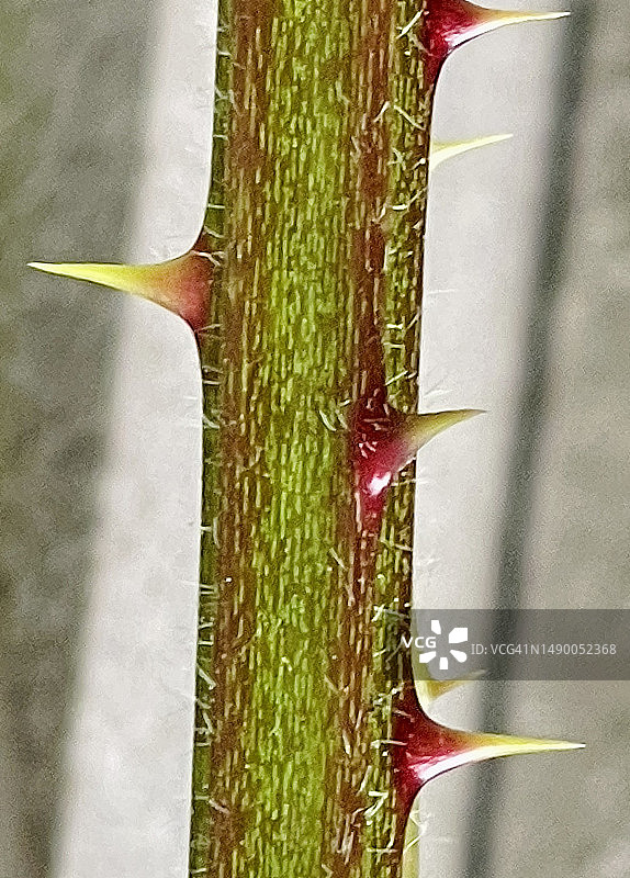 榆叶悬钩子带刺的茎部特写图片素材