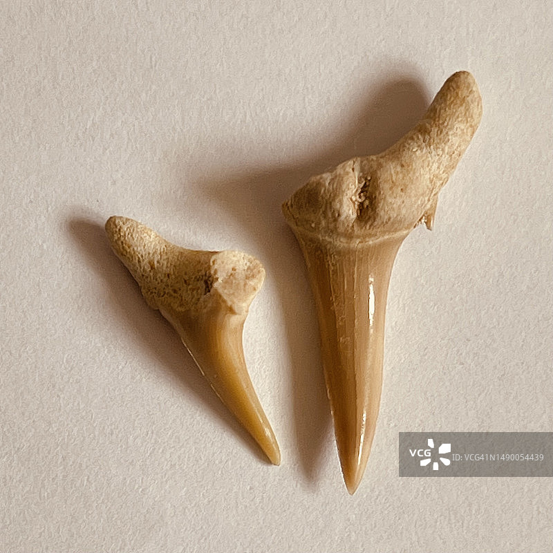 鲨鱼牙齿化石特写图片素材
