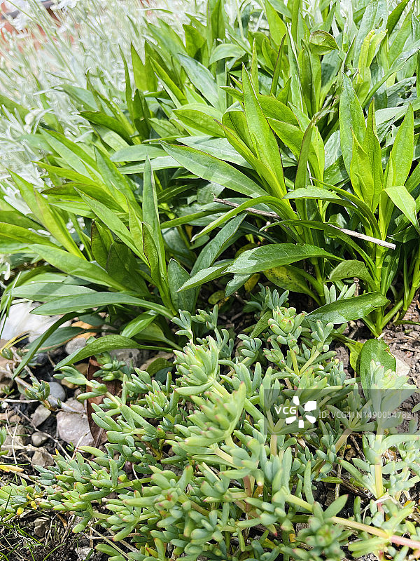 纽约紫菀与耐寒冰草特写图片素材