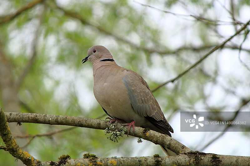 纽波特湿地自然保护区的灰斑鸠图片素材