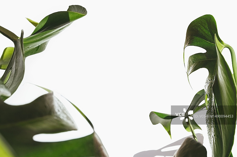 白色背景上鲜绿色龟背竹叶的边框图片素材