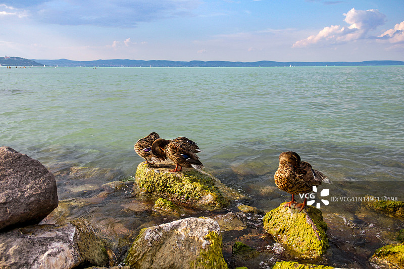 巴拉顿湖：苔藓海滩上的鸭子图片素材