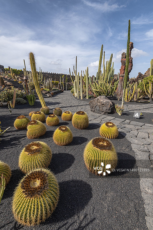 仙人掌花园图片素材