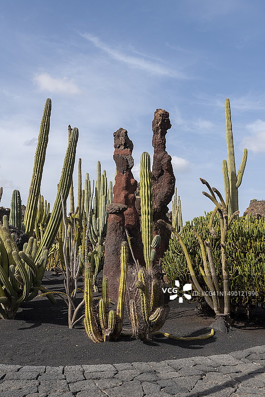 仙人掌花园图片素材