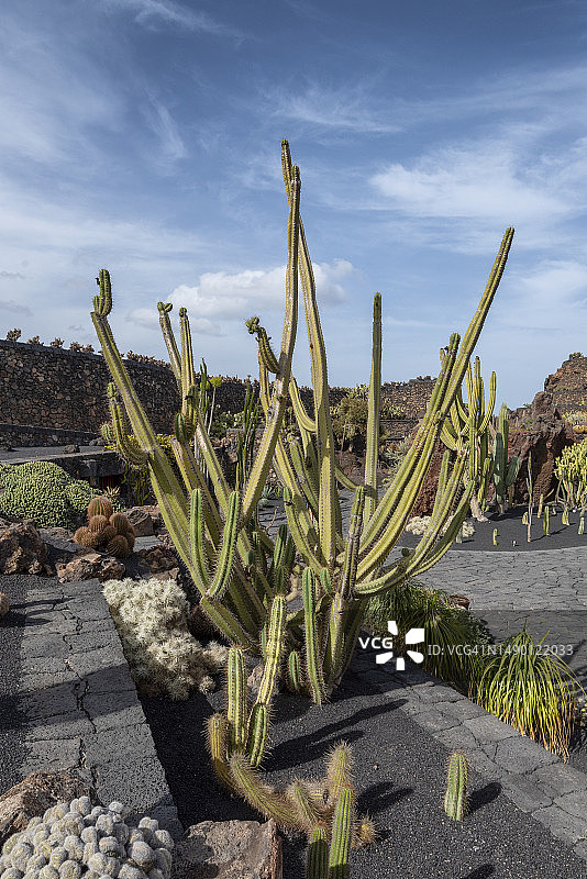 仙人掌花园图片素材