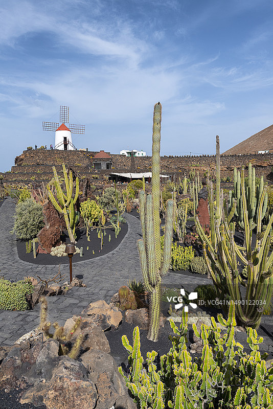 仙人掌花园图片素材