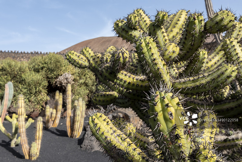 仙人掌花园图片素材
