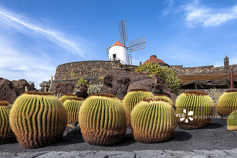 仙人掌花园图片素材