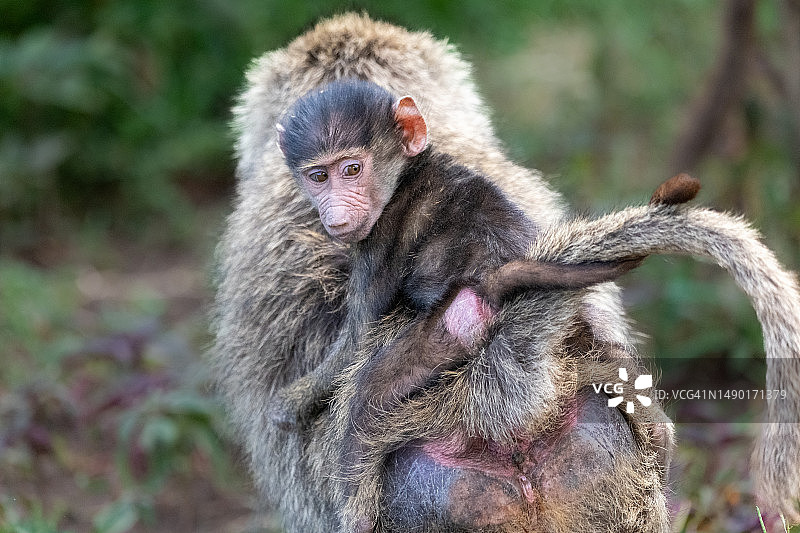 凝望的狒狒宝宝，坦桑尼亚恩戈罗恩戈罗火山口图片素材