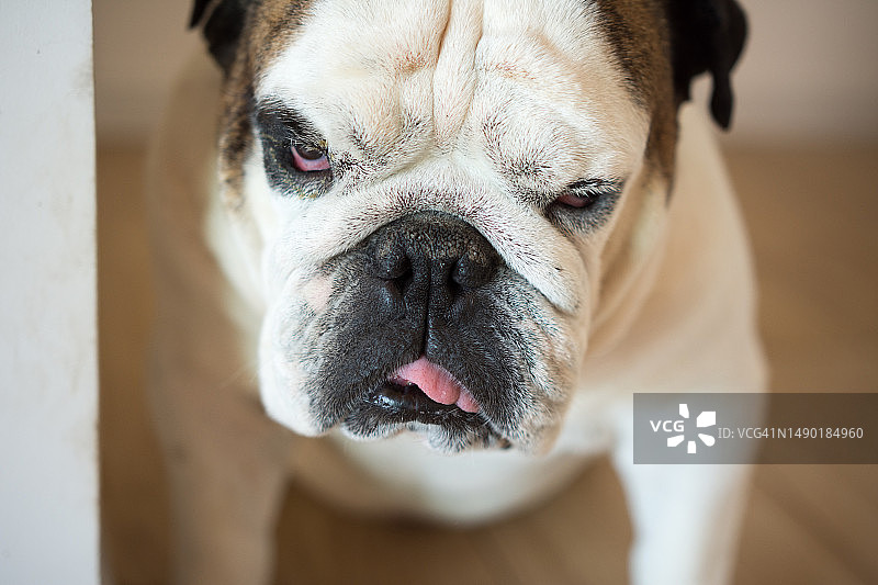 家中的英国斗牛犬肖像图片素材