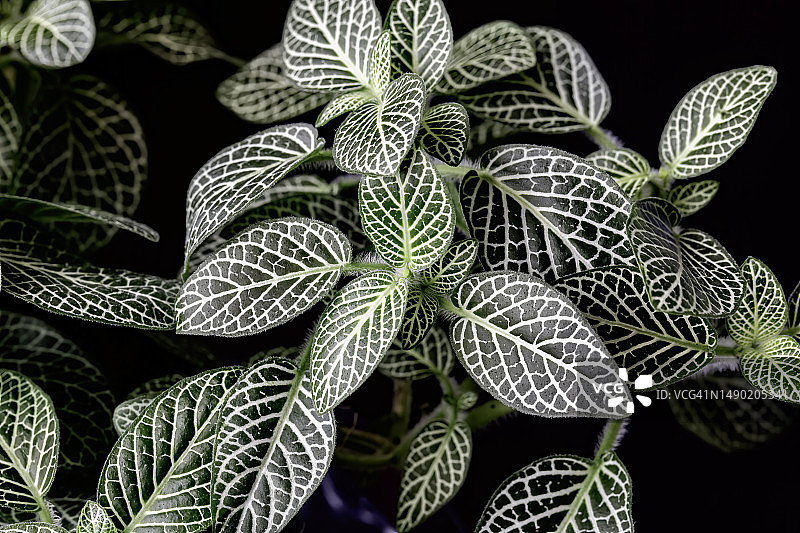 费通花图片素材