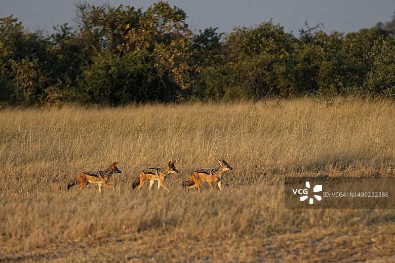三只豺狼清晨外出狩猎图片素材