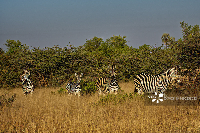 四只斑马在茂盛的草丛中图片素材