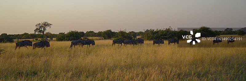非洲稀树草原上行走的牛羚群全景图片素材