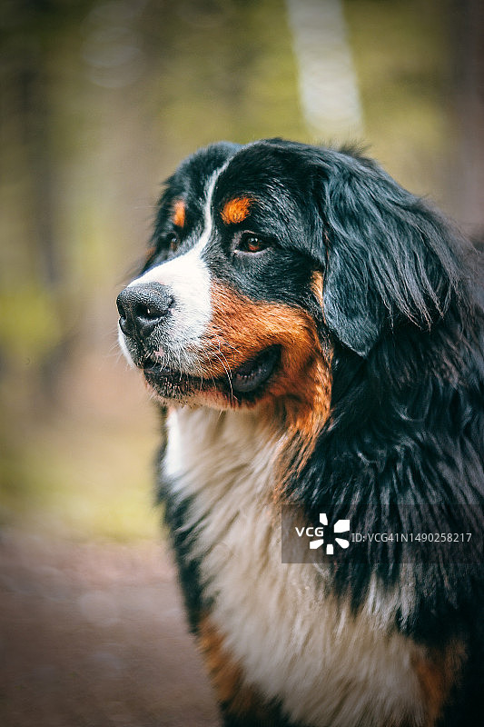 绿色森林背景上的伯恩山犬肖像图片素材