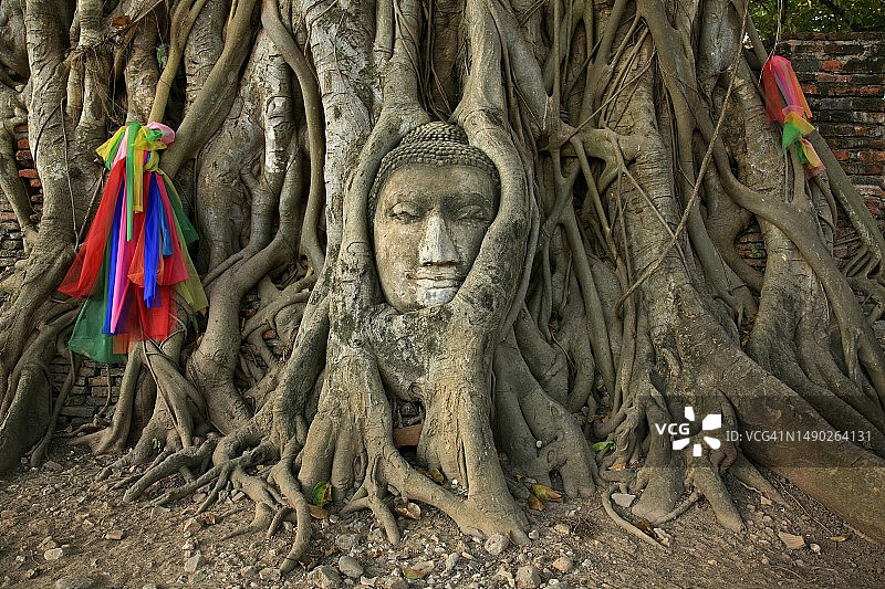 泰国阿瑜陀耶玛哈泰寺树根中的砂岩佛头图片素材