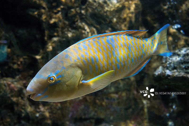 鹦鹉鱼图片素材