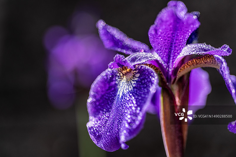 盛开的日本鸢尾花（特写）图片素材