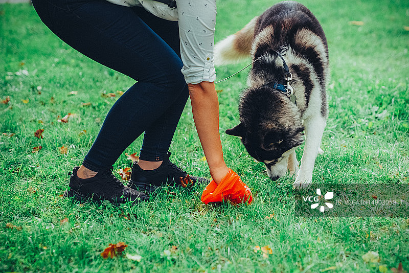 负责任的女士清理宠物粪便图片素材