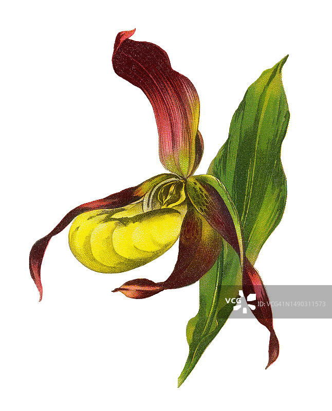 植物学古老彩色石印插图：勺兰图片素材