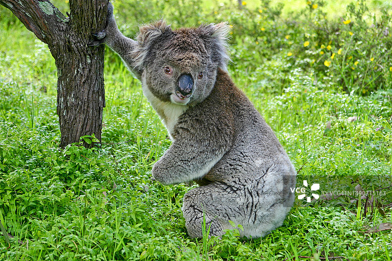 地面上的考拉图片素材