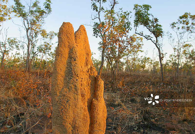 白蚁丘，北部地区，澳大利亚图片素材
