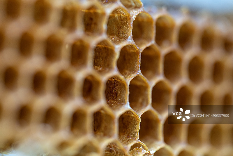 蜂巢特写，选择性聚焦图片素材